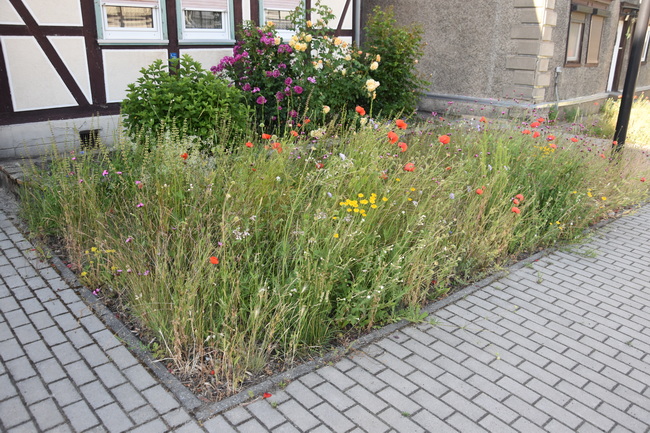 2026 06 06 Blumen Oebisfelder Strasse 5x