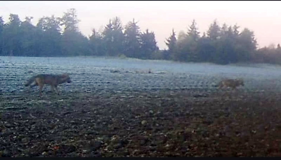 2025 November Wolf Saalsdorf Altenax