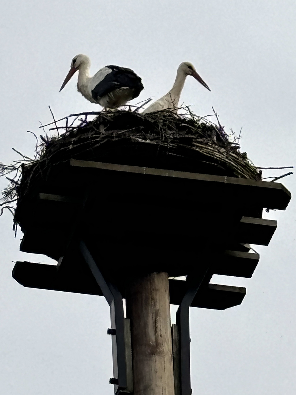 2024 Storche Sportplatzx