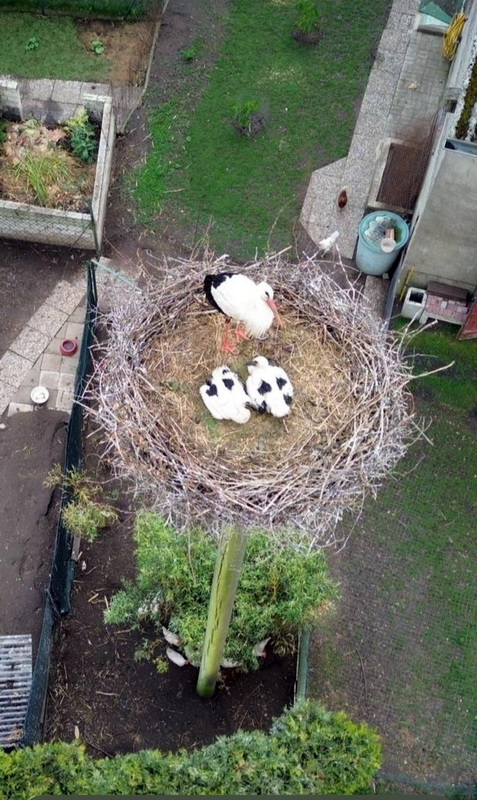 2024 Storchenachwuchs Lenzx